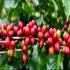 Queen of Versailles Ultra Premium Volcanic Ground Arabica Coffee-Medium Roast 250g (8.8oz) view 2