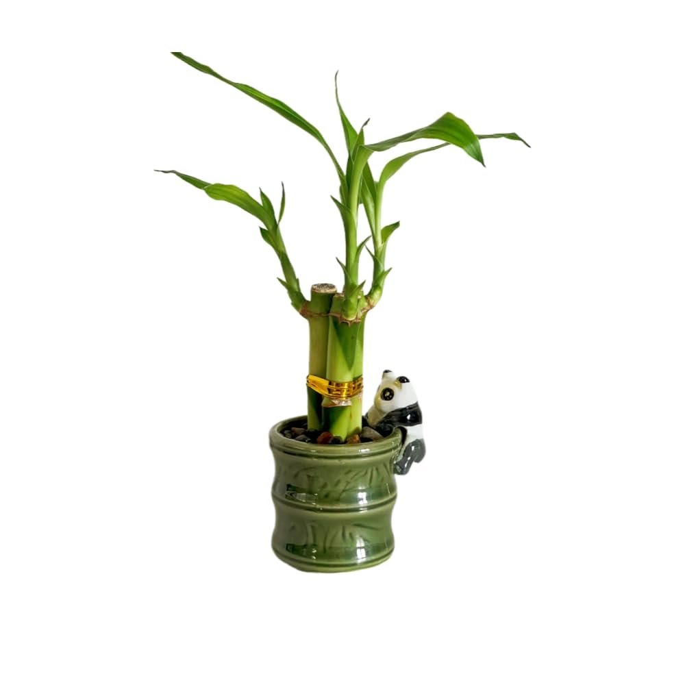 Coop & Harp Small Lucky Bamboo Live Indoor Plant with Ceramic Vase, Live Indoor Lucky Bamboo for Home, Office and Gift (Panda)
