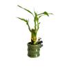 Coop & Harp Small Lucky Bamboo Live Indoor Plant with Ceramic Vase, Live Indoor Lucky Bamboo for Home, Office and Gift (Panda) view 1