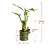 Coop & Harp Small Lucky Bamboo Live Indoor Plant with Ceramic Vase, Live Indoor Lucky Bamboo for Home, Office and Gift (Panda) view 2
