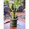 Coop & Harp Small Lucky Bamboo Live Indoor Plant with Ceramic Vase, Live Indoor Lucky Bamboo for Home, Office and Gift (Panda) view 3