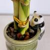 Coop & Harp Small Lucky Bamboo Live Indoor Plant with Ceramic Vase, Live Indoor Lucky Bamboo for Home, Office and Gift (Panda) view 4