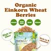 Food to Live Organic Einkorn Wheat Berries, 1 Pound  Non-GMO, Good Source of Protein, Fiber, and Vitamins, Low-glycemic Index, USDA Certified, Glyphosate Free, Vegan, Raw, Kosher, Bulk view 4