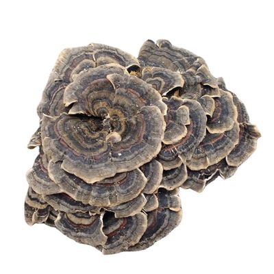 Coriolus Versicolor Dried (100g(3.53oz))