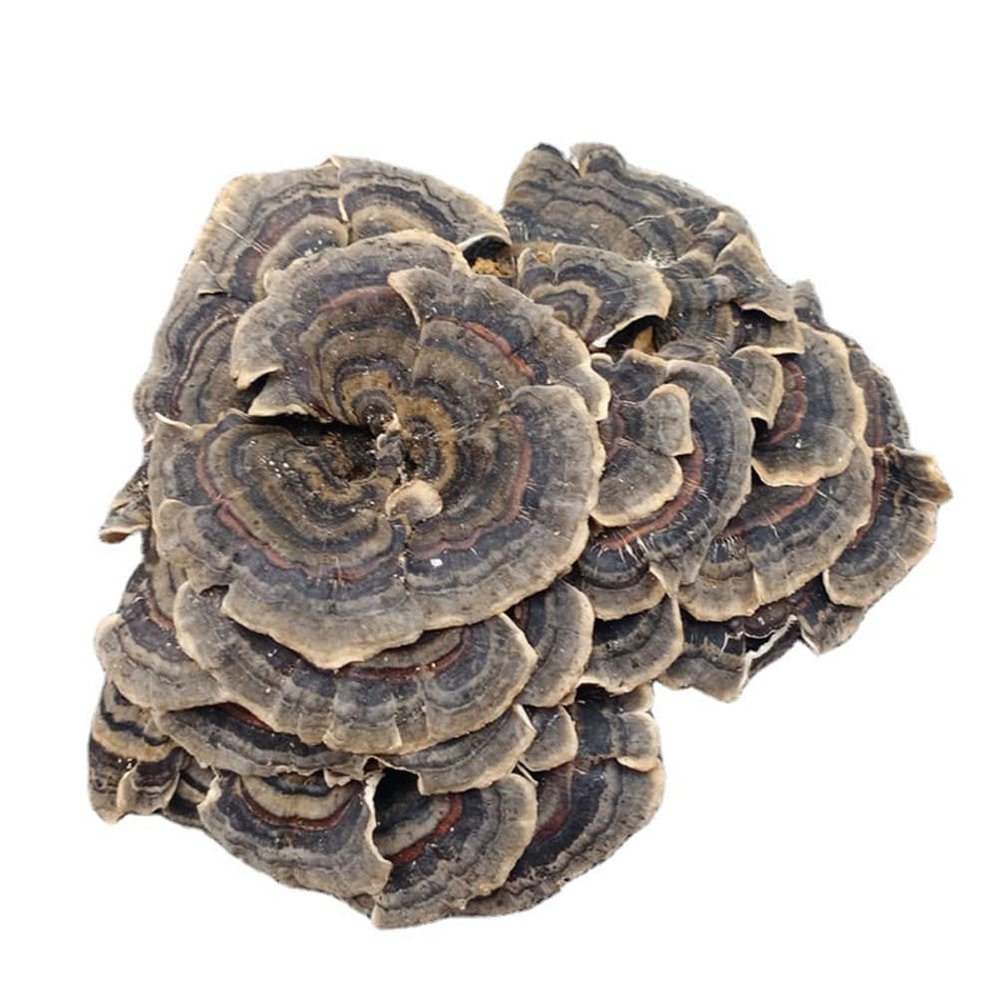 Coriolus Versicolor Dried (100g(3.53oz))