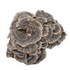Coriolus Versicolor Dried (100g(3.53oz)) view 1