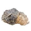 Coriolus Versicolor Dried (100g(3.53oz)) view 3