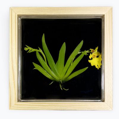 Bloomify Live Dancing Orchid Picture, Maintenance Free Orchid, Psygmorchis Pusilla, Live Green Wall Dcor, Blooming, No Green Thumb Necessary, Great for Work, Home, Wall Dcor, with Wood Fram