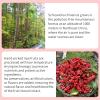 Wanhua Hall Schisandra Berry Dried Schisandra Chinensis 10.6oz/300g Schisandra Berry Tea Natural Wu Wei Zi Caffeine Free    view 3
