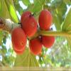 Banyan Fruit Powder 200g | Aalam Pazham Powder | Bargad | Indian Fig | Marri Udala Powder view 2