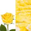 Bloomingmore | Fresh Cut Flowers | Yellow roses and Petals | 75 Stems + 2 bags of petals | Home, Office, Wedding Decor, DIY, Party Event, Housewarming, Teacher and Engagement view 1