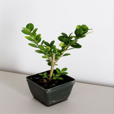 Bonsai Starter Plant, Japanese Boxwood Topiary, Evergreen Shade Plant, 2 in Pot