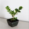 Bonsai Starter Plant, Japanese Boxwood Topiary, Evergreen Shade Plant, 2 in Pot view 1