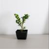 Bonsai Starter Plant, Japanese Boxwood Topiary, Evergreen Shade Plant, 2 in Pot view 2