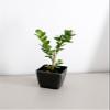 Bonsai Starter Plant, Japanese Boxwood Topiary, Evergreen Shade Plant, 2 in Pot view 4