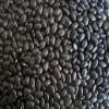 Organic Black Turtle Beans | Heirloom | NON-GMO | USA GROWN | Frijoles Tortuga | Bulk (2 Pounds) view 3
