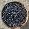 Organic Black Turtle Beans | Heirloom | NON-GMO | USA GROWN | Frijoles Tortuga | Bulk (2 Pounds) view 4