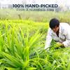 Natural Pandan Leaf Tea - 3 Oz Whole Leaves, Sweet & Fragrant, Re-Steep Vietnamese Herbal Detox Tea for Relax & Skin Effect, EnergySupport, Pandan Leaf for Food Coloring view 3