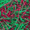 TORONTOKYO 2 LB Christmas Crinkle Cut Paper Shred Filler Gift Wrapping & Basket Filler Red Green Shredded Paper for Christmas, Birthday, Wedding, Party Decor view 1