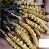 Wild Cordyceps, Whole Himalyan Cordyceps Sinensis Mushroom, Genuine and Very Rare, High Grade, Boost Energy, Reduce Stress for Men and Women, 5 Grams (13+17pic) from Lamjung Nepal Keeda Zadi view 2