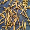 Wild Cordyceps, Whole Himalyan Cordyceps Sinensis Mushroom, Genuine and Very Rare, High Grade, Boost Energy, Reduce Stress for Men and Women, 5 Grams (13+17pic) from Lamjung Nepal Keeda Zadi view 3