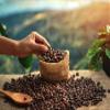 Gourmet Pumpkin Spice Ground Coffee & Maple Peacn Pie Ground Coffee 12 oz Bags. 100% Arabica Coffee (2 Bags) view 2