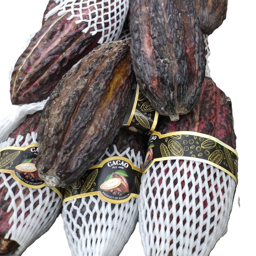 Cacao whole fresh fruit