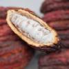 Cacao whole fresh fruit view 2