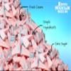 Freeze Dried Ice Cream  Cotton Candy Ice Cream That Doesnt Melt  Sweet Fun Crunchy Treat  Rocky Mountain Freeze Dry (1 OZ, Cotton Candy) view 2