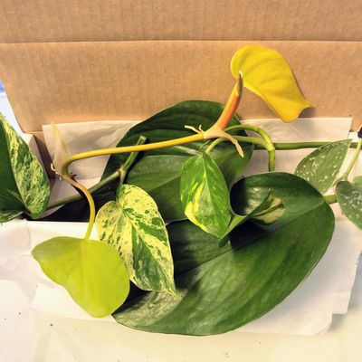 Blissful 5 Pothos Stem Cuttings 2 Leaves 3-6" H, Marble Queen, Neon, N' Joy/Variety Bundle Trailing Houseplant Easy 2 Grow, Home Decor, Indoor Plants Wedding/Party Favor (Pothos- 5 Variety Bundle)