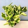 Blissful 5 Pothos Stem Cuttings 2 Leaves 3-6" H, Marble Queen, Neon, N' Joy/Variety Bundle Trailing Houseplant Easy 2 Grow, Home Decor, Indoor Plants Wedding/Party Favor (Pothos- 5 Variety Bundle) view 2