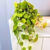Blissful 5 Pothos Stem Cuttings 2 Leaves 3-6" H, Marble Queen, Neon, N' Joy/Variety Bundle Trailing Houseplant Easy 2 Grow, Home Decor, Indoor Plants Wedding/Party Favor (Pothos- 5 Variety Bundle) view 3