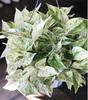 Blissful 5 Pothos Stem Cuttings 2 Leaves 3-6" H, Marble Queen, Neon, N' Joy/Variety Bundle Trailing Houseplant Easy 2 Grow, Home Decor, Indoor Plants Wedding/Party Favor (Pothos- 5 Variety Bundle) view 4