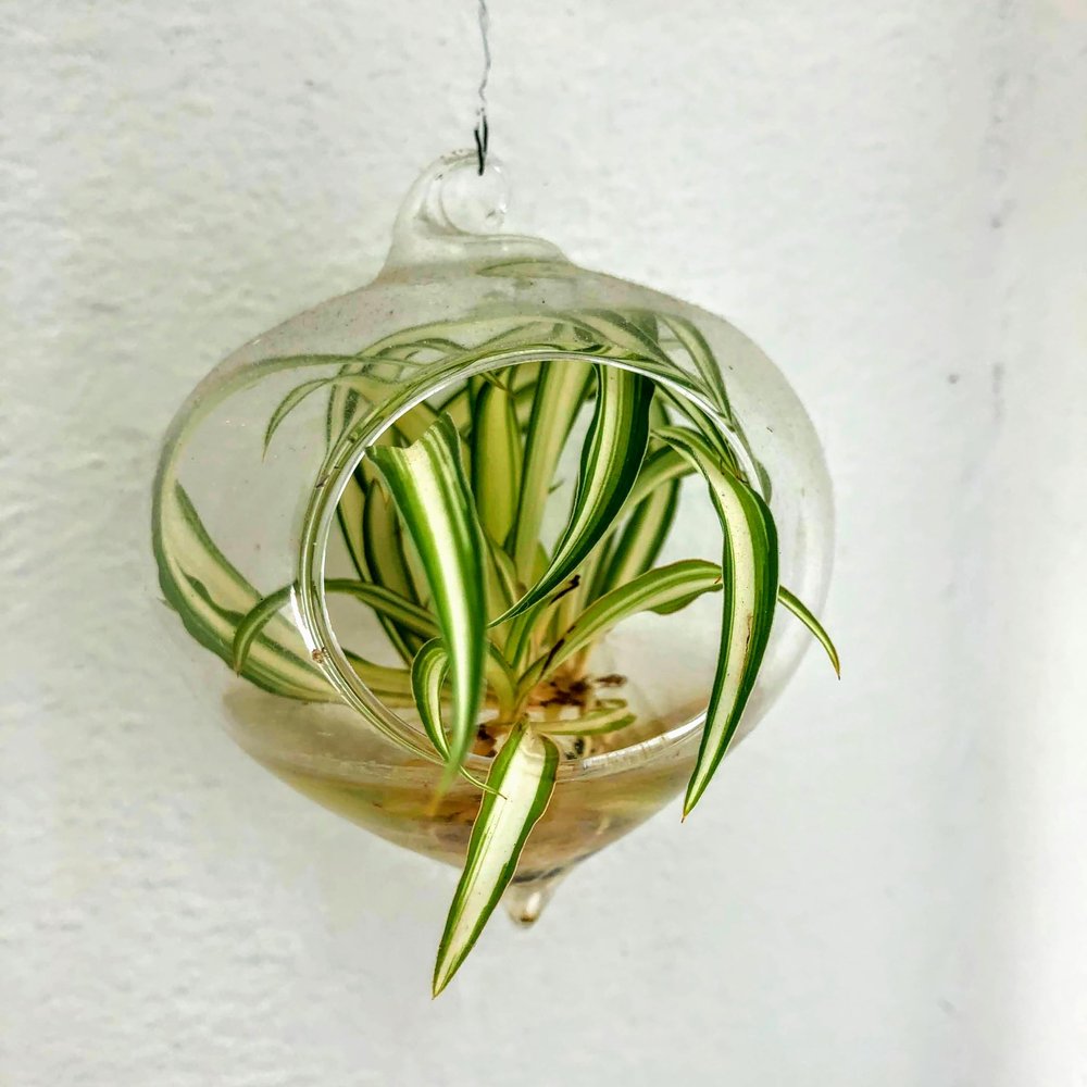 Blissful Rooted Spider Plant 2-4" H Houseplant Easy 2 Grow, Perfect for Home Decor, Indoor Plants Wedding/Party Favor (Spider Plant, Rooted)