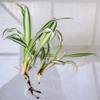 Blissful Rooted Spider Plant 2-4" H Houseplant Easy 2 Grow, Perfect for Home Decor, Indoor Plants Wedding/Party Favor (Spider Plant, Rooted) view 2