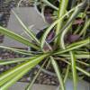 Blissful Rooted Spider Plant 2-4" H Houseplant Easy 2 Grow, Perfect for Home Decor, Indoor Plants Wedding/Party Favor (Spider Plant, Rooted) view 3