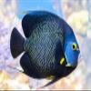 Aquatic Foods Inc. Marine Fish Flakes of Red & Green Algae, Seaweeds for Tangs, Butterflies, Angelfish, Anthias, Clown Fish, Damsels...WL1/4-lb Foil Pouch Bag view 4