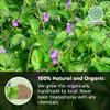 200g Jamaican Blue Vervain Powder 100% Pure Natural Powder Herbal Tea view 4