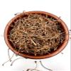 100% Dried Cherry Tails Tea Stalks 20g - 4.9kg | Prunus Cerasus (200g) view 1