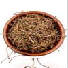 100% Dried Cherry Tails Tea Stalks 20g - 4.9kg | Prunus Cerasus (30g) view 1
