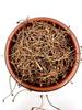 100% Dried Cherry Tails Tea Stalks 20g - 4.9kg | Prunus Cerasus (900g) view 1