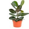 Shop Succulents Ficus Burgundy Rubber Tree, Live Indoor Floor Plant, Trendy Living Room or Office Decor, Tropical Houseplant Potted in Soil with Grower Pot, Garden and New Home Gift, 6 Inch Pot view 1
