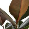 Shop Succulents Ficus Burgundy Rubber Tree, Live Indoor Floor Plant, Trendy Living Room or Office Decor, Tropical Houseplant Potted in Soil with Grower Pot, Garden and New Home Gift, 6 Inch Pot view 2