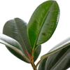 Shop Succulents Ficus Burgundy Rubber Tree, Live Indoor Floor Plant, Trendy Living Room or Office Decor, Tropical Houseplant Potted in Soil with Grower Pot, Garden and New Home Gift, 6 Inch Pot view 3