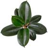 Shop Succulents Ficus Burgundy Rubber Tree, Live Indoor Floor Plant, Trendy Living Room or Office Decor, Tropical Houseplant Potted in Soil with Grower Pot, Garden and New Home Gift, 6 Inch Pot view 4