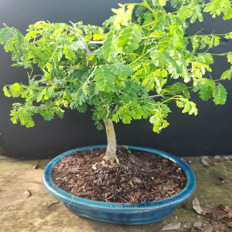 indoorbonsaiandexotics Brazilian raintree