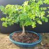 indoorbonsaiandexotics Brazilian raintree view 1