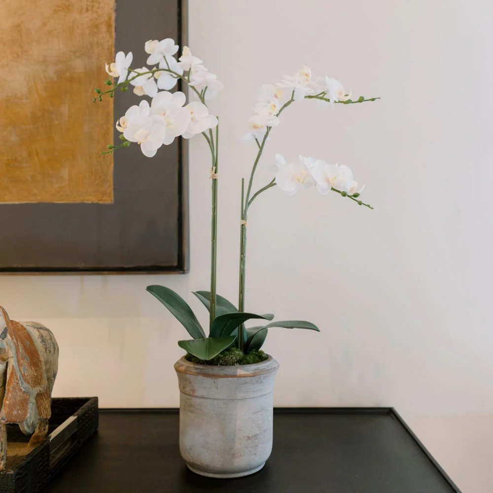 CG Hunter Faux White Orchid Plant, Premium Artificial Indoor Flower Display Stands 24, Beautiful Sculptural Blooms That Lasts Forever, Grey Planter Pot Included