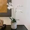 CG Hunter Faux White Orchid Plant, Premium Artificial Indoor Flower Display Stands 24, Beautiful Sculptural Blooms That Lasts Forever, Grey Planter Pot Included view 1