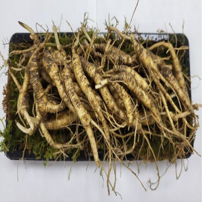 American Wild Fresh Ginseng Appalachian Mountain Panax 100% Natural Organic Fresh Wild Ginseng Root 2.5 Oz Pack (10~15 Years Old, Approximately 34pcs) King of Saponin